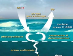 Lab 5: The Carbon Cycle