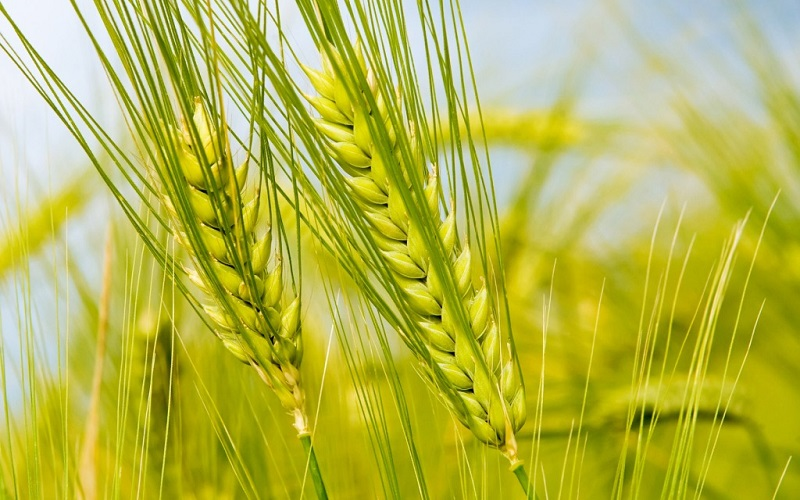 Một bản tình ca tuyệt vời dâng lên Thiên Chúa trong Tin mừng Gioan